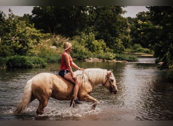 Cheval de trait, Hongre, 7 Ans, Palomino