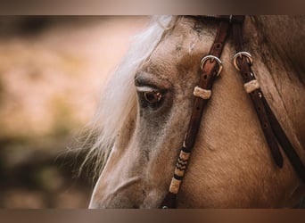 Cheval de trait, Hongre, 7 Ans, Palomino