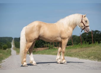 Cheval de trait, Hongre, 7 Ans, Palomino