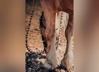 Cheval de trait, Hongre, 7 Ans, Palomino