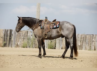 Cheval de trait Croisé, Hongre, 7 Ans, Rouan Bleu