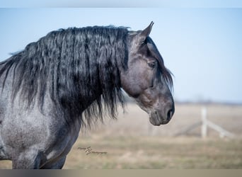 Cheval de trait, Hongre, 7 Ans, Rouan Bleu