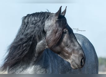 Cheval de trait, Hongre, 7 Ans, Rouan Bleu