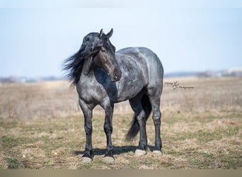 Cheval de trait, Hongre, 7 Ans, Rouan Bleu