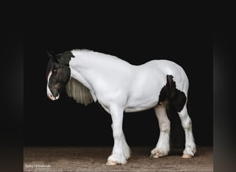 Cheval de trait, Hongre, 7 Ans, Tobiano-toutes couleurs