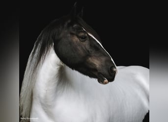 Cheval de trait, Hongre, 7 Ans, Tobiano-toutes couleurs