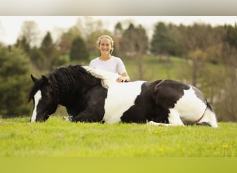 Cheval de trait Croisé, Hongre, 8 Ans, 145 cm, Tobiano-toutes couleurs
