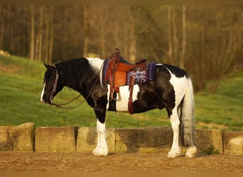 Cheval de trait Croisé, Hongre, 8 Ans, 145 cm, Tobiano-toutes couleurs