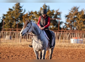 Cheval de trait, Hongre, 8 Ans, 150 cm, Gris