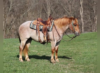 Cheval de trait, Hongre, 8 Ans, 152 cm, Rouan Rouge
