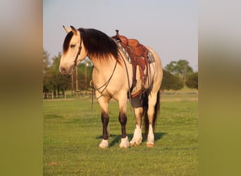 Cheval de trait, Hongre, 8 Ans, 155 cm, Buckskin