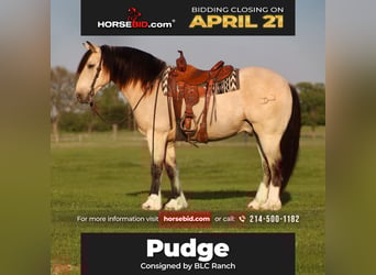 Cheval de trait, Hongre, 8 Ans, 155 cm, Buckskin