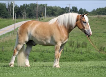 Cheval de trait, Hongre, 8 Ans, 155 cm, Palomino