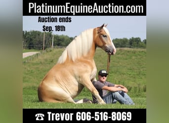 Cheval de trait, Hongre, 8 Ans, 155 cm, Palomino