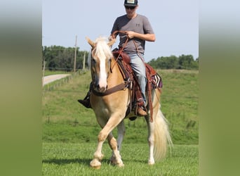 Cheval de trait, Hongre, 8 Ans, 155 cm, Palomino