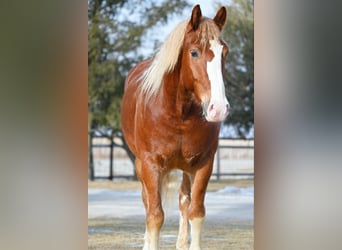 Cheval de trait, Hongre, 8 Ans, 157 cm, Alezan cuivré