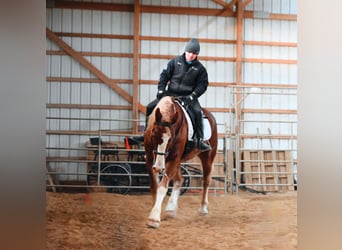 Cheval de trait, Hongre, 8 Ans, 157 cm, Alezan cuivré