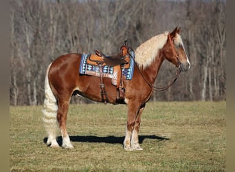 Cheval de trait, Hongre, 8 Ans, 157 cm, Alezan cuivré