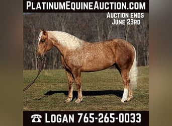 Cheval de trait, Hongre, 8 Ans, 157 cm, Palomino