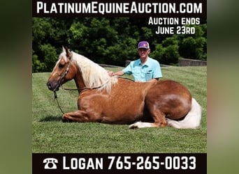 Cheval de trait, Hongre, 8 Ans, 157 cm, Palomino