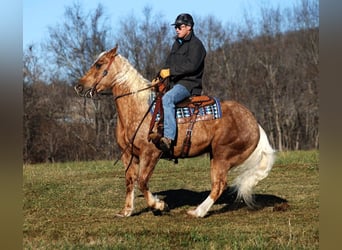 Cheval de trait, Hongre, 8 Ans, 157 cm, Palomino
