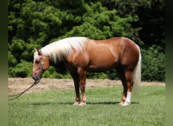 Cheval de trait, Hongre, 8 Ans, 157 cm, Palomino
