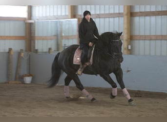 Cheval de trait Croisé, Hongre, 8 Ans, 160 cm, Rouan Bleu