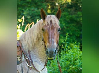 Cheval de trait, Hongre, 8 Ans, 160 cm, Rouan Rouge