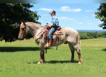 Cheval de trait, Hongre, 8 Ans, 160 cm, Rouan Rouge