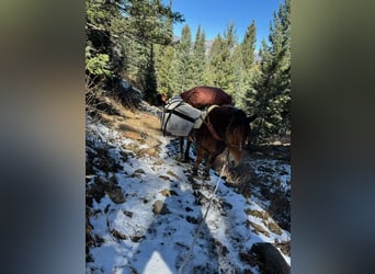 Cheval de trait Croisé, Hongre, 8 Ans, 163 cm, Roan-Bay