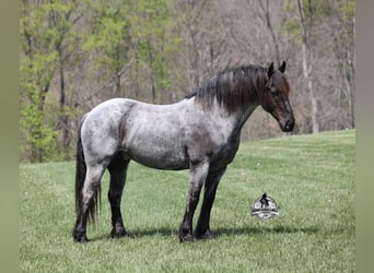 Cheval de trait Croisé, Hongre, 8 Ans, 163 cm, Rouan Bleu
