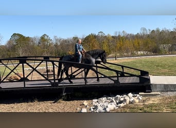 Cheval de trait Croisé, Hongre, 8 Ans, 163 cm, Rouan Bleu