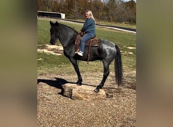 Cheval de trait Croisé, Hongre, 8 Ans, 163 cm, Rouan Bleu