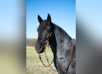 Cheval de trait Croisé, Hongre, 8 Ans, 163 cm, Rouan Bleu