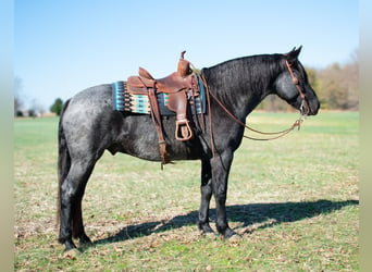 Cheval de trait Croisé, Hongre, 8 Ans, 163 cm, Rouan Bleu