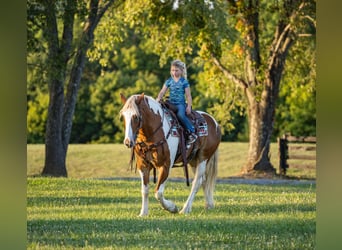 Cheval de trait, Hongre, 8 Ans, 165 cm, Tobiano-toutes couleurs