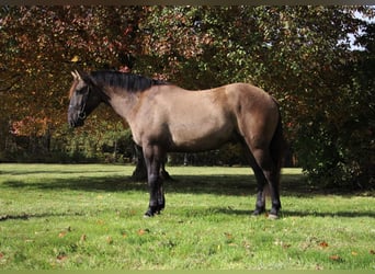 Cheval de trait, Hongre, 8 Ans, 168 cm, Grullo