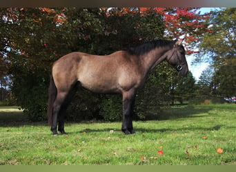 Cheval de trait, Hongre, 8 Ans, 168 cm, Grullo