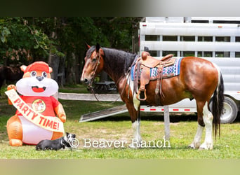 Cheval de trait, Hongre, 8 Ans, 168 cm, Tobiano-toutes couleurs