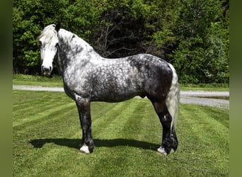 Cheval de trait, Hongre, 8 Ans, 170 cm, Gris pommelé