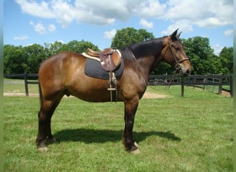 Cheval de trait, Hongre, 8 Ans, 175 cm, Bai cerise