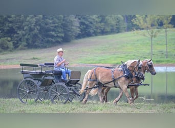 Cheval de trait Croisé, Hongre, 8 Ans