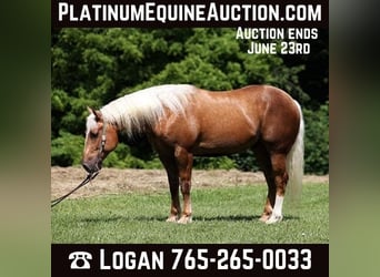 Cheval de trait, Hongre, 8 Ans, Palomino