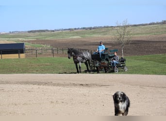 Cheval de trait Croisé, Hongre, 8 Ans, Rouan Bleu