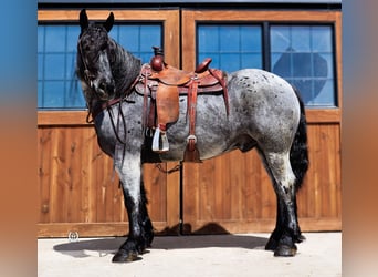 Cheval de trait Croisé, Hongre, 8 Ans, Rouan Bleu