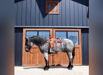 Cheval de trait Croisé, Hongre, 8 Ans, Rouan Bleu
