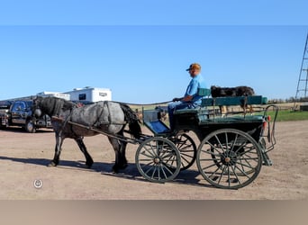 Cheval de trait Croisé, Hongre, 8 Ans, Rouan Bleu