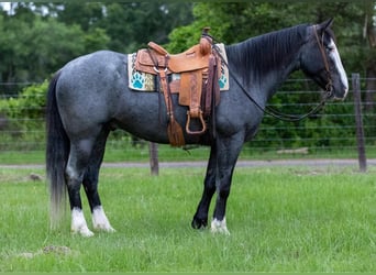 Cheval de trait, Hongre, 8 Ans, Rouan Bleu