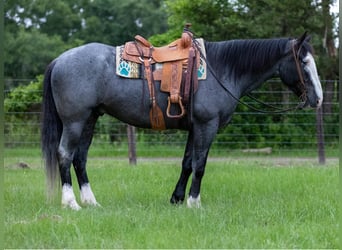 Cheval de trait, Hongre, 8 Ans, Rouan Bleu