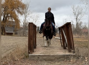 Cheval de trait, Hongre, 8 Ans, Tobiano-toutes couleurs